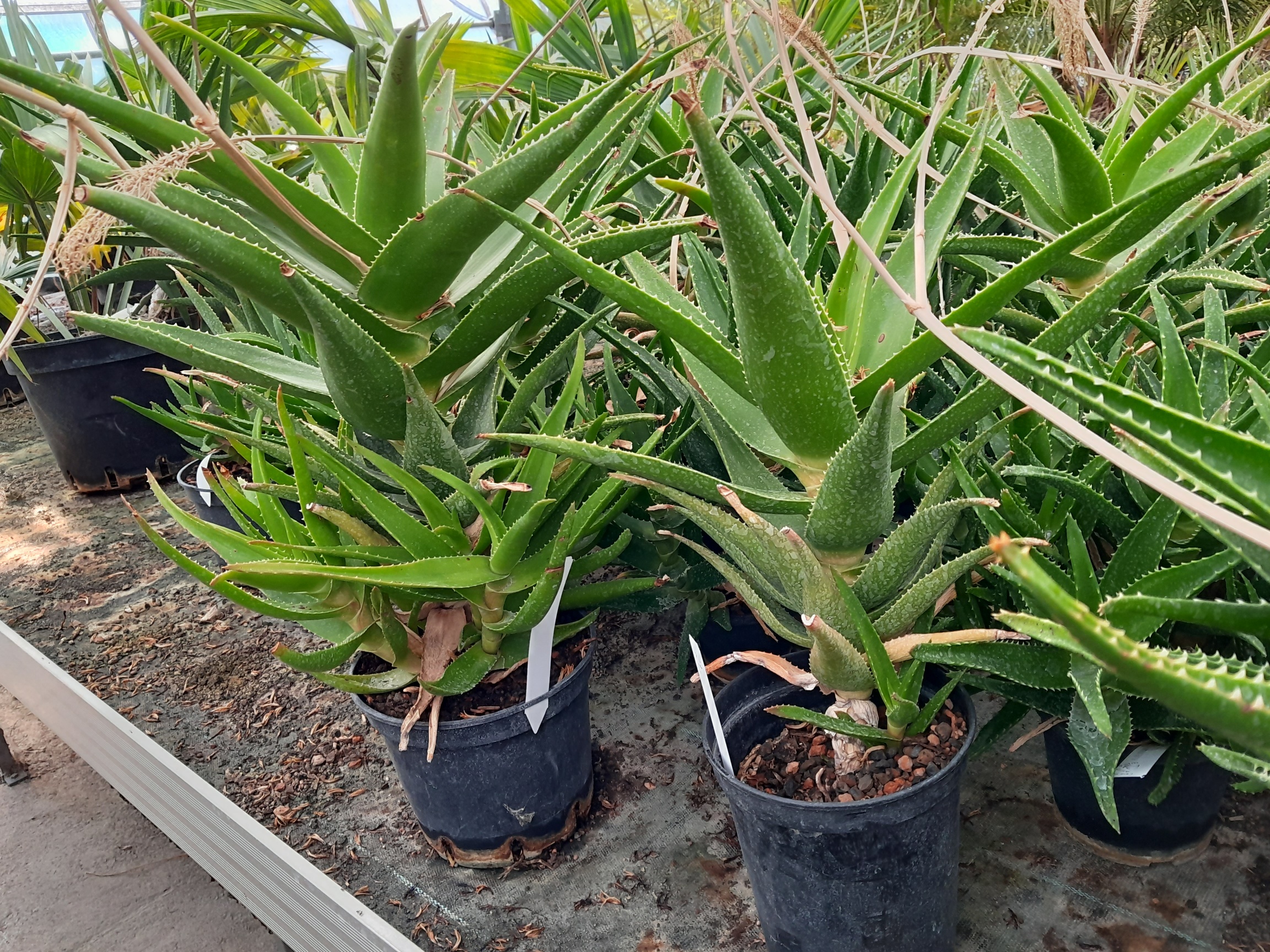 Aloe striata 50/60cm - BIO